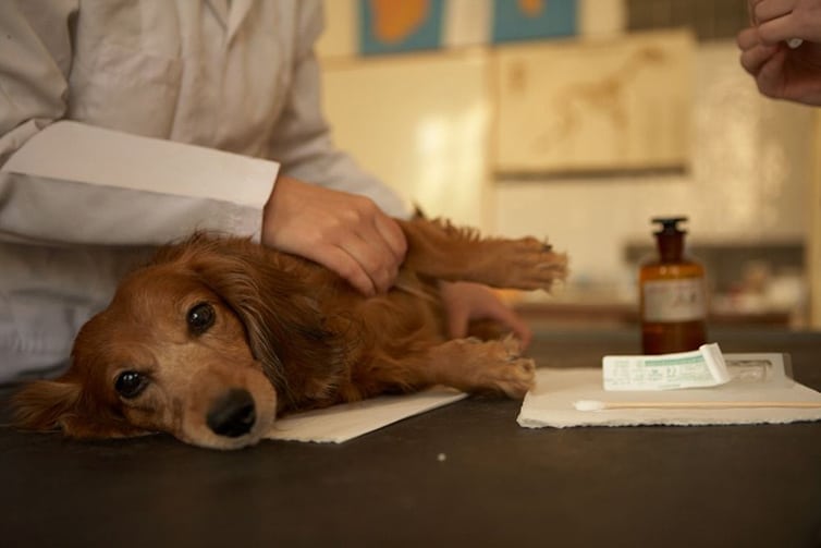 Image of a small brown dog lying down on a table, with a student holding a back leg