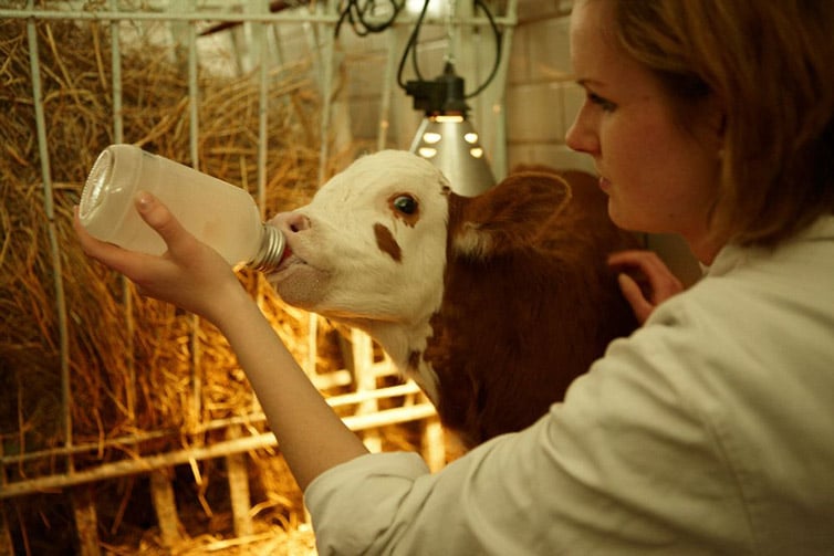 Image of a student using a bottle of milk to feed a small brown and white calf